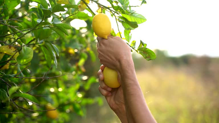 Picking lemons